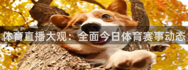 体育直播大观：全面今日体育赛事动态