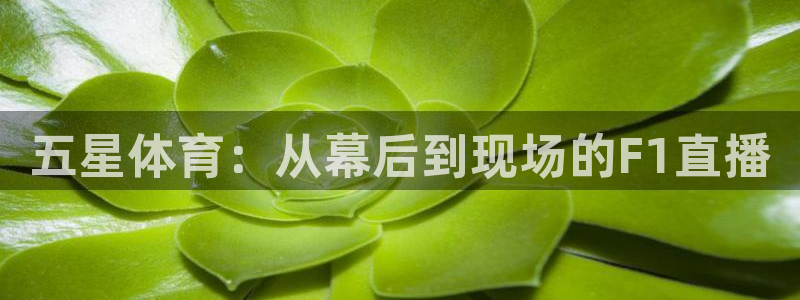 五星体育：从幕后到现场的F1直播